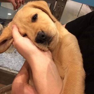 Meet your Posher, Daniela